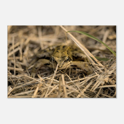 Frog in Hay