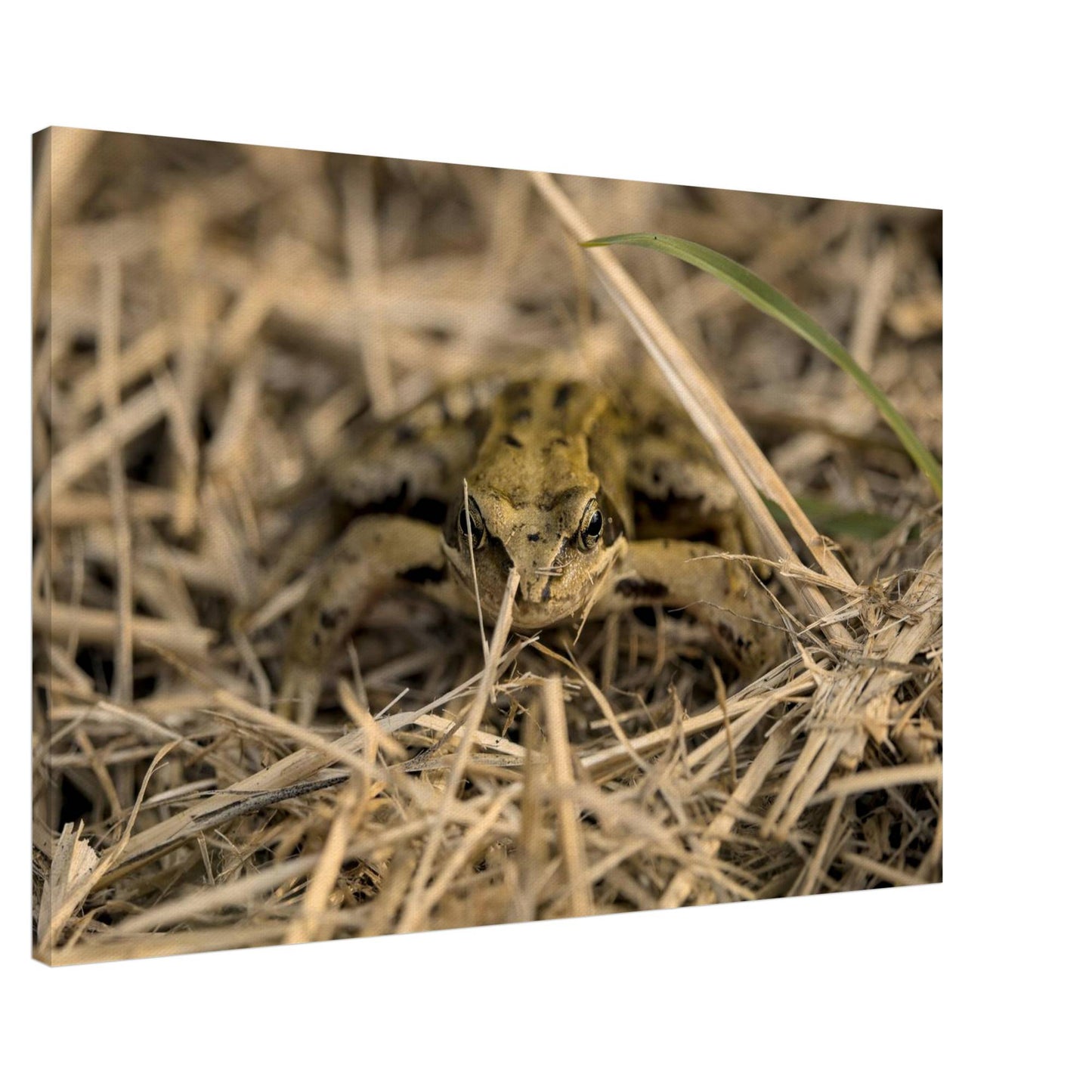 Frog in Hay
