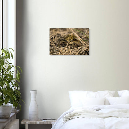 Frog in Hay
