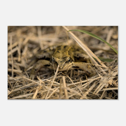 Frog in Hay