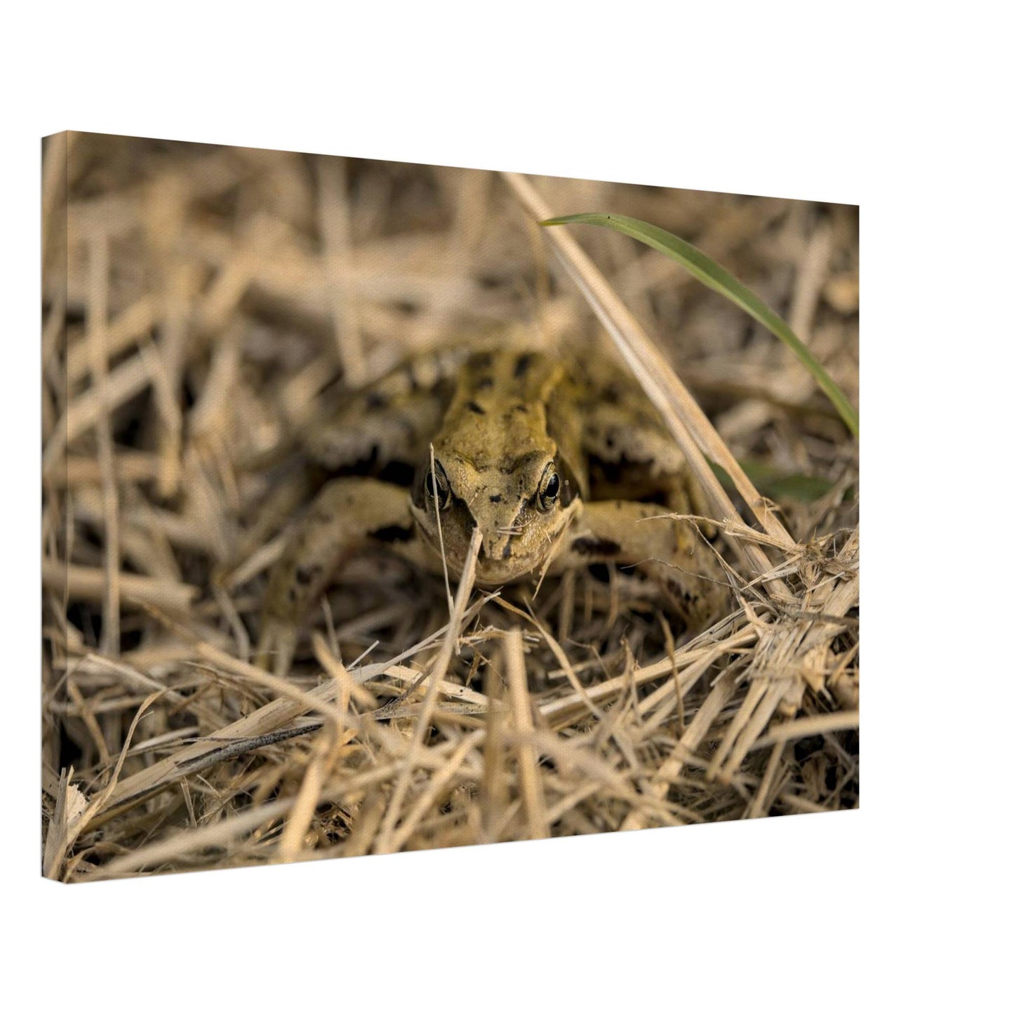 Frog in Hay