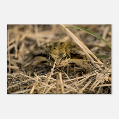 Frog in Hay