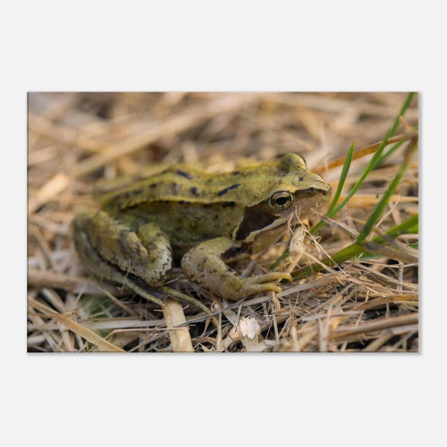 Chilling Frog