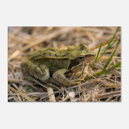 Chilling Frog