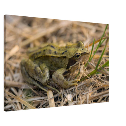 Chilling Frog