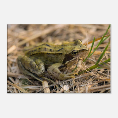 Chilling Frog