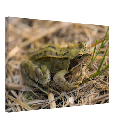Chilling Frog