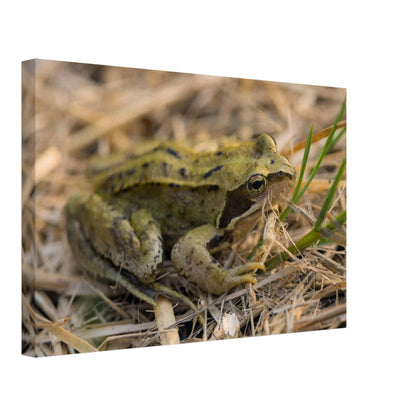 Chilling Frog