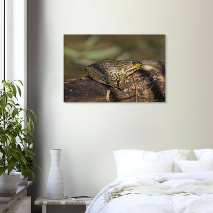 A Frog's Portrait