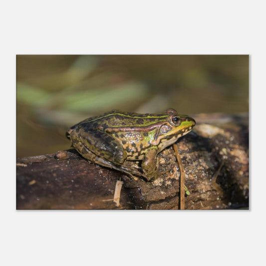 A Frog's Portrait