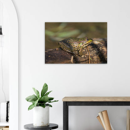A Frog's Portrait
