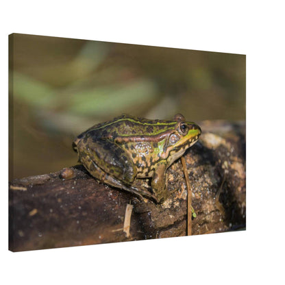 A Frog's Portrait