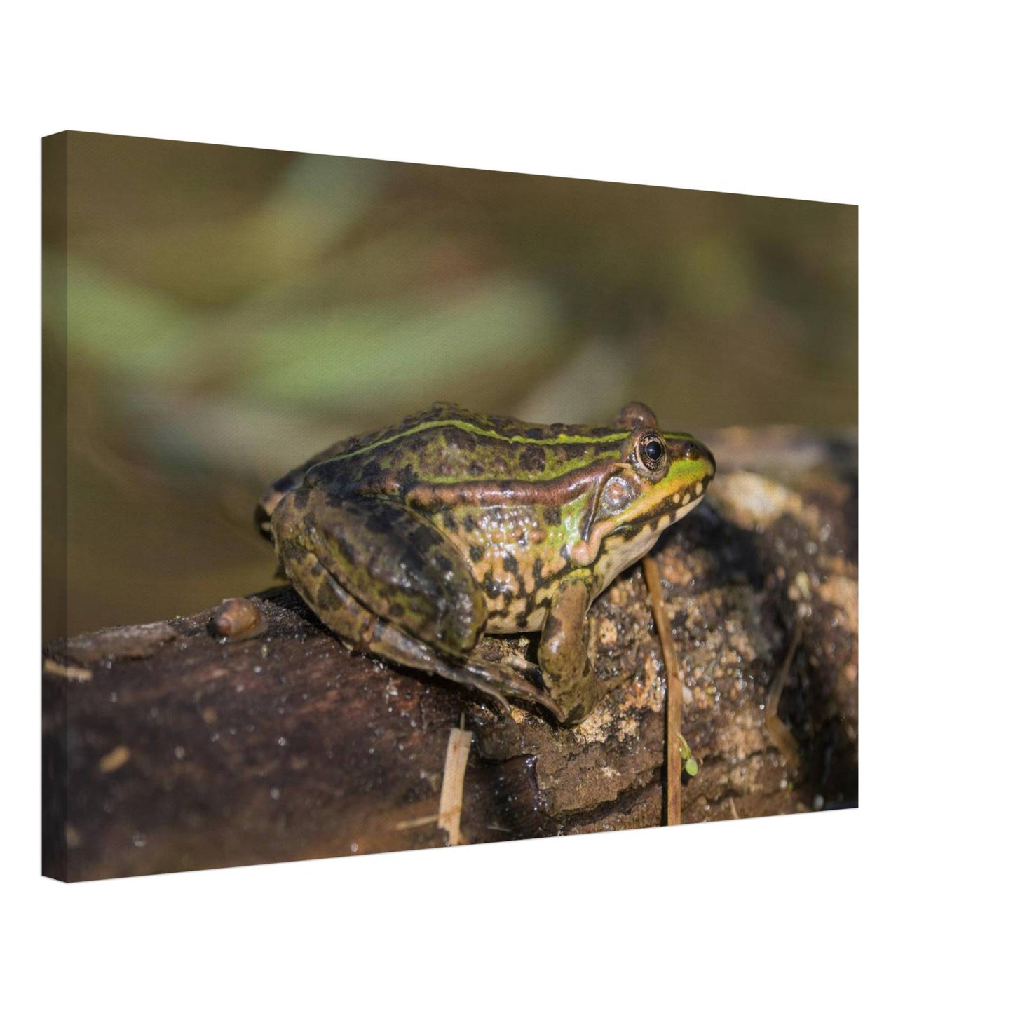 A Frog's Portrait