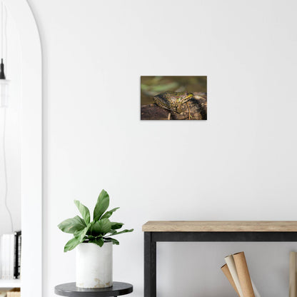 A Frog's Portrait