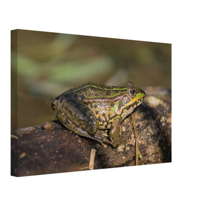 A Frog's Portrait