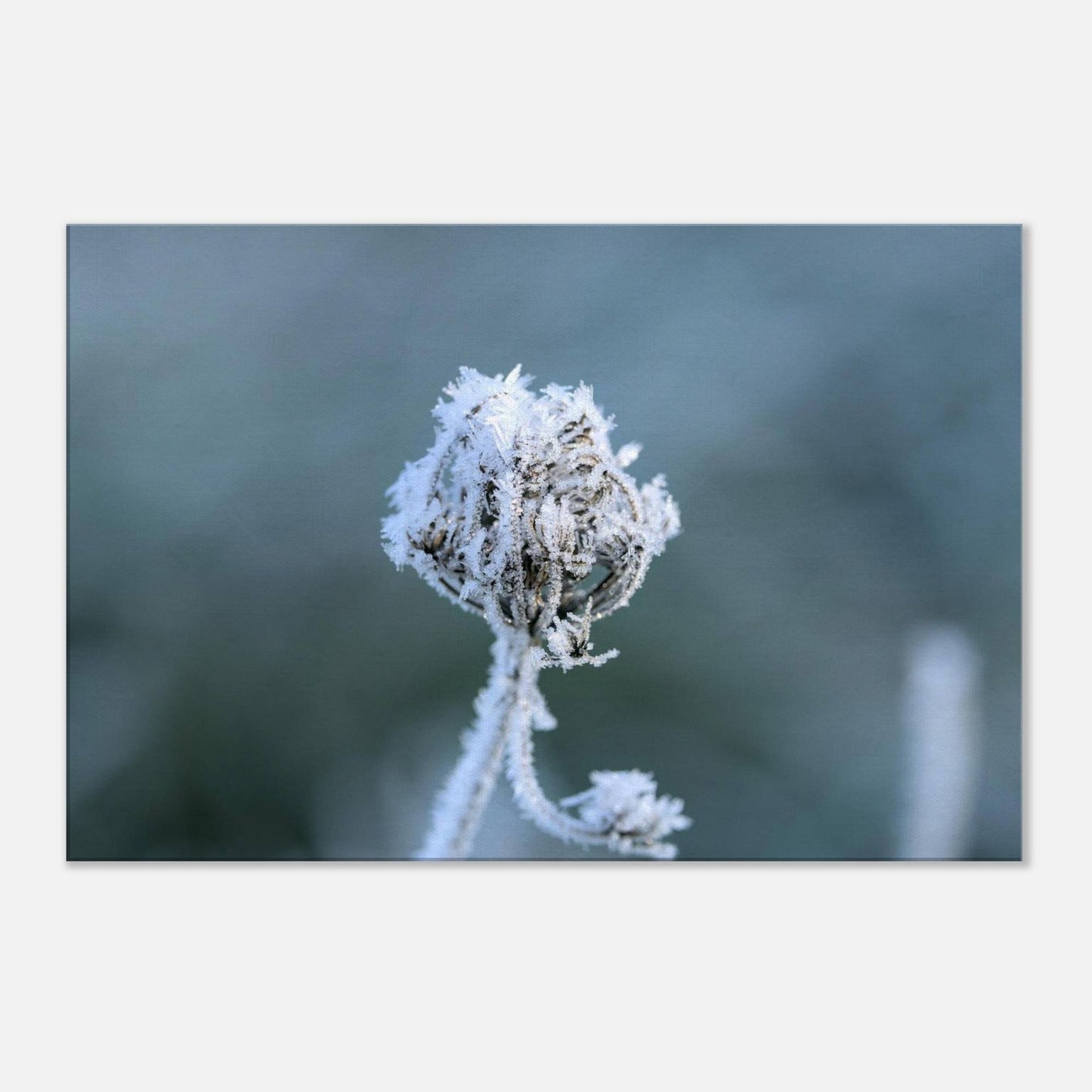 Frozen Heart