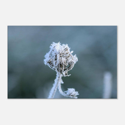 Frozen Heart