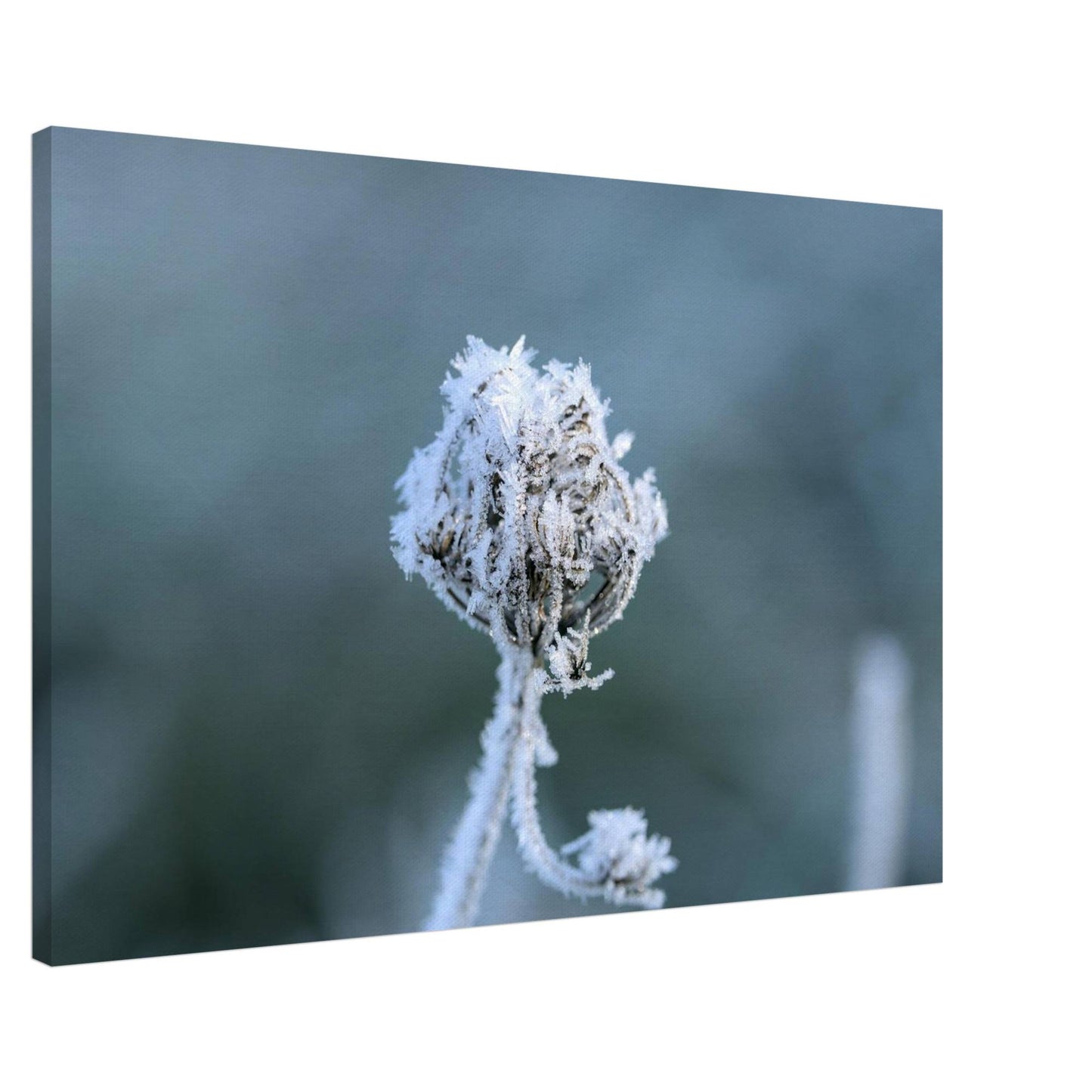 Frozen Heart