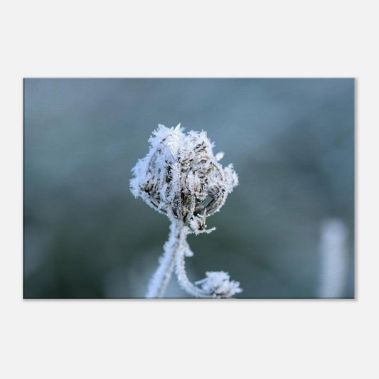 Frozen Heart