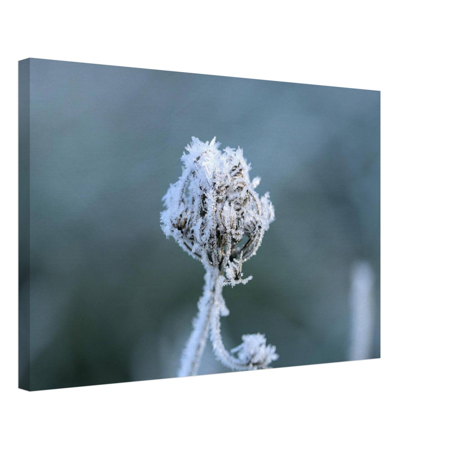 Frozen Heart