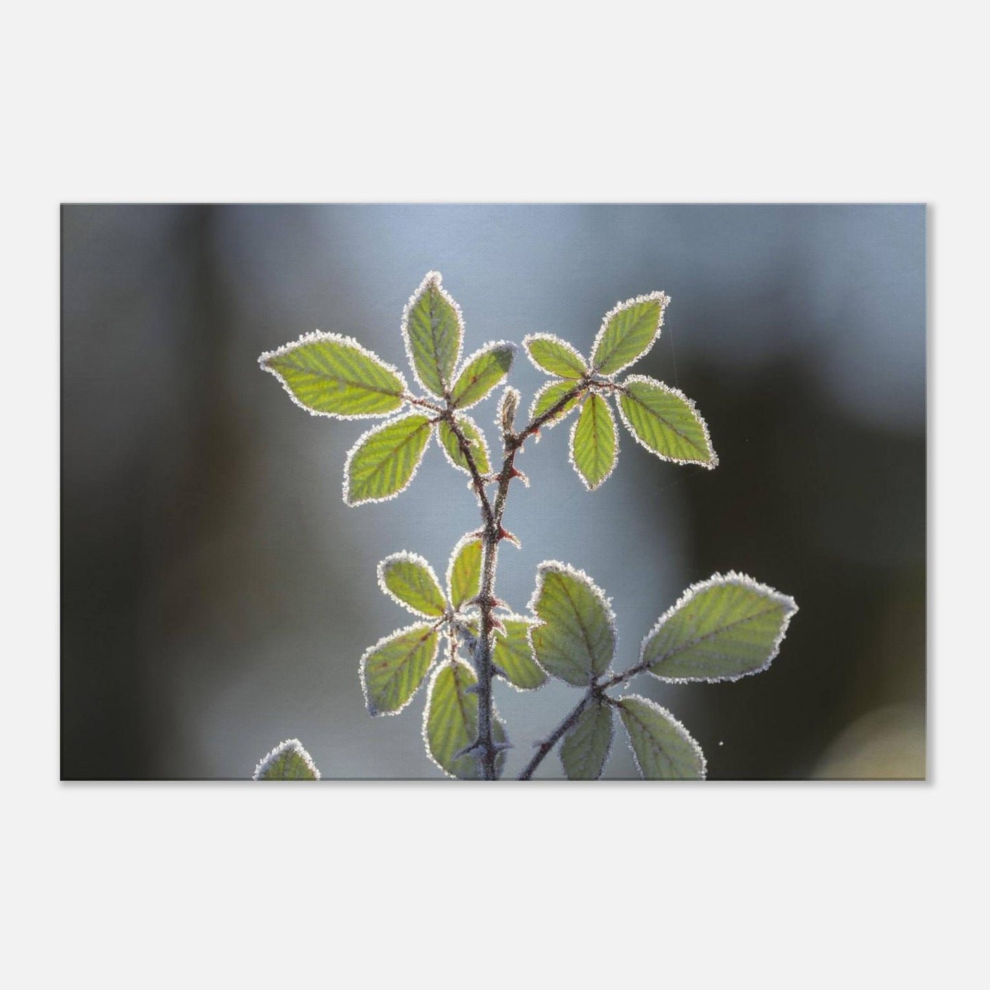 Frozen Leaves