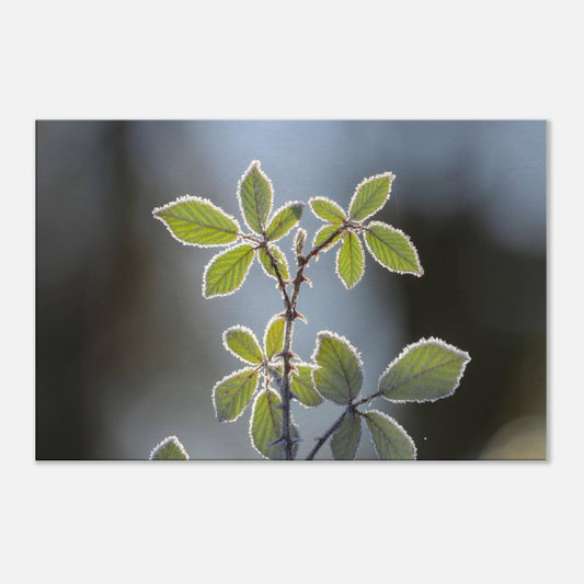 Frozen Leaves