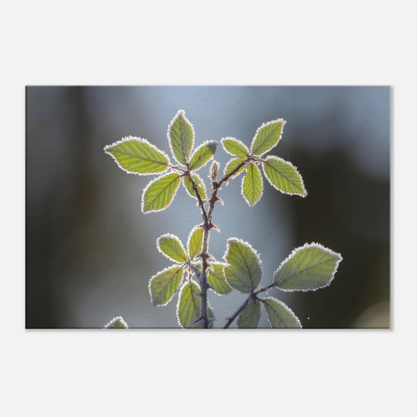 Frozen Leaves