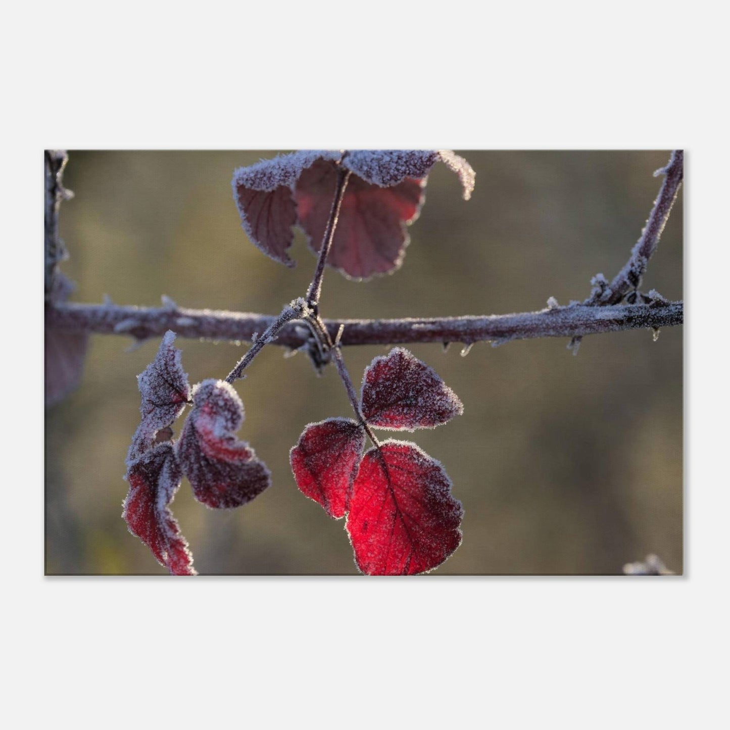 Frozen Red
