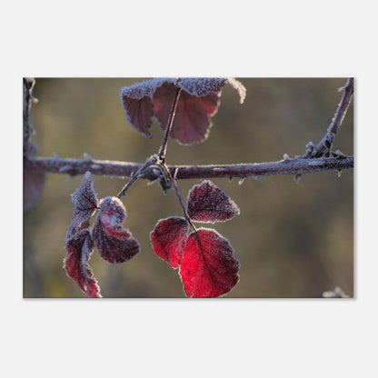 Frozen Red