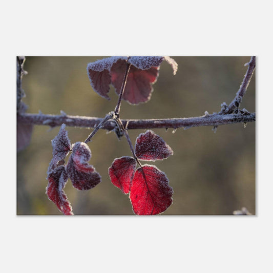 Frozen Red