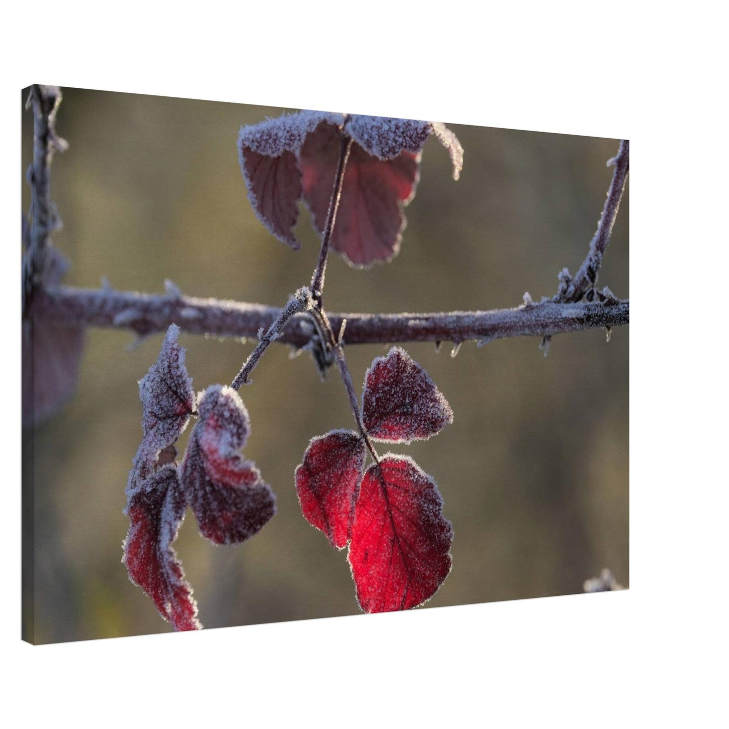 Frozen Red