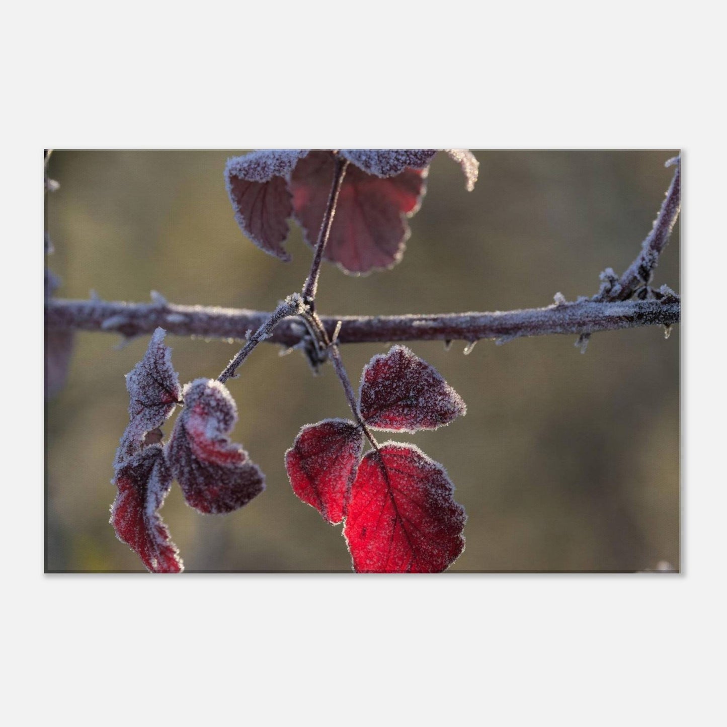 Frozen Red