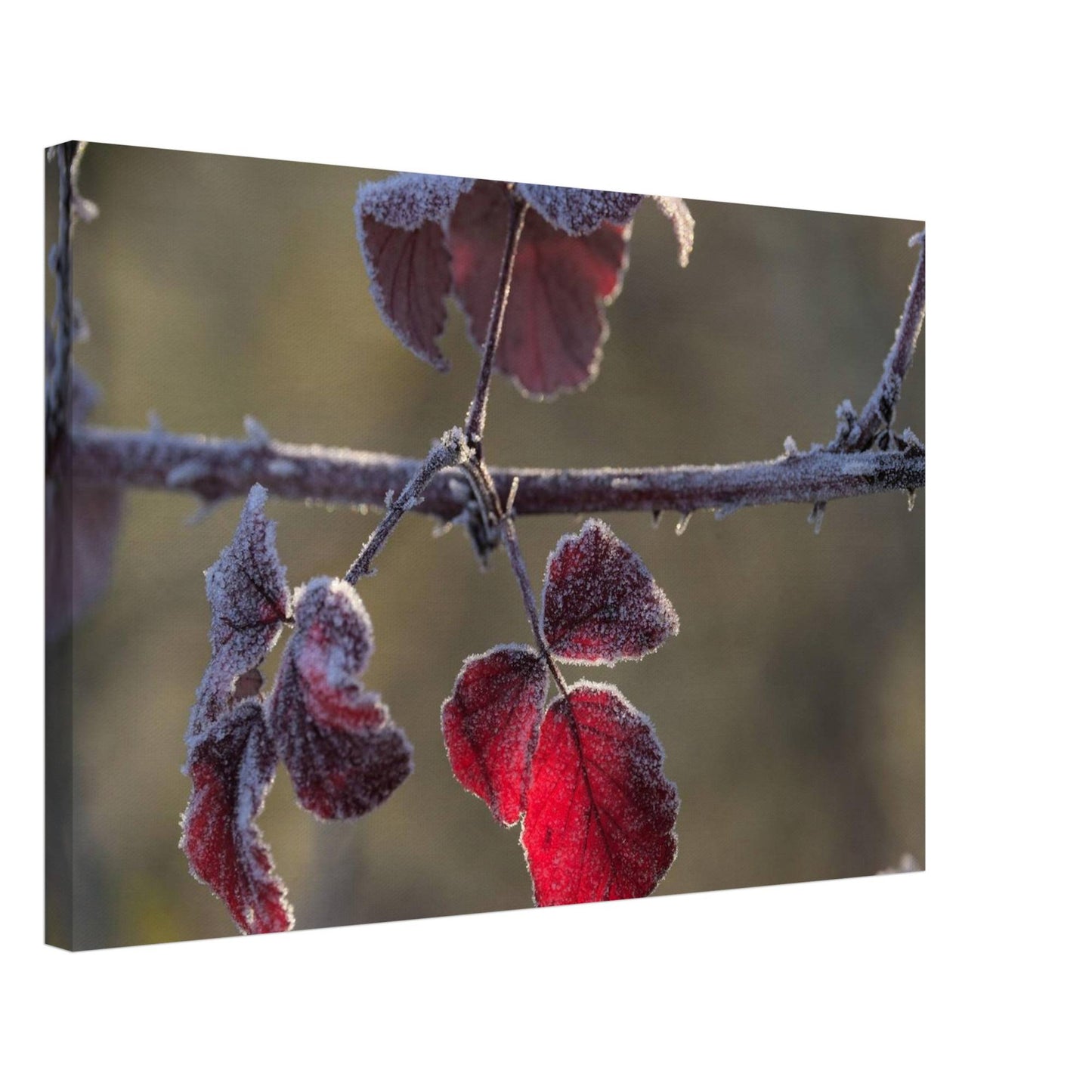 Frozen Red
