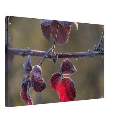 Frozen Red