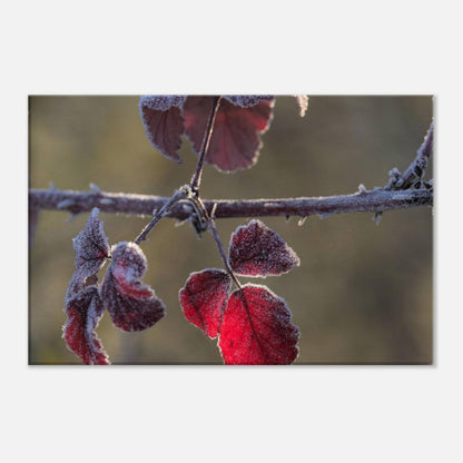 Frozen Red