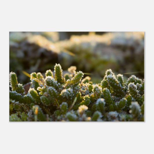 Crystal Mosslands