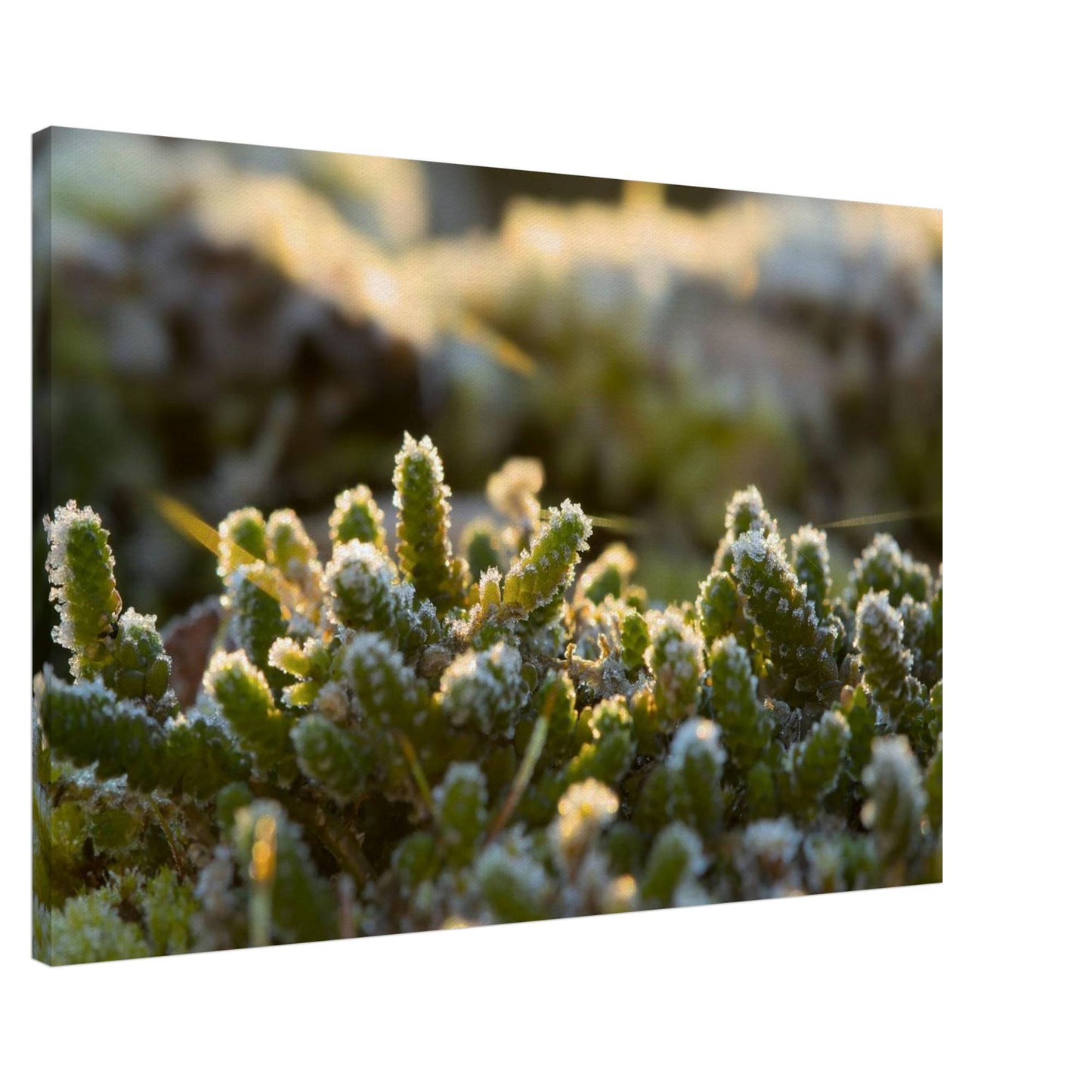 Crystal Mosslands