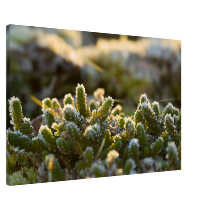 Crystal Mosslands