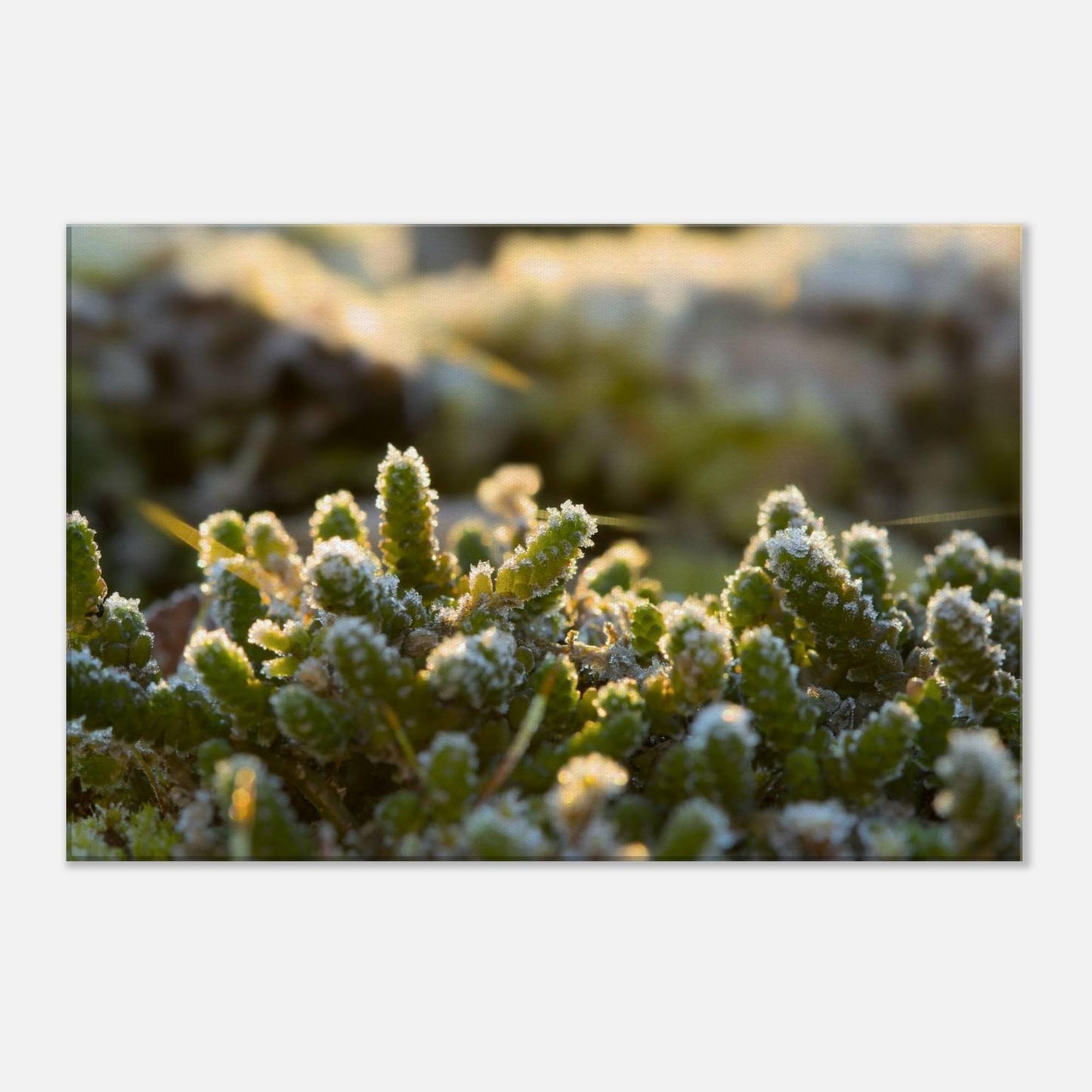 Crystal Mosslands
