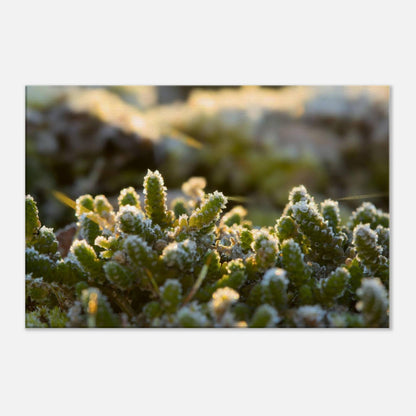 Crystal Mosslands