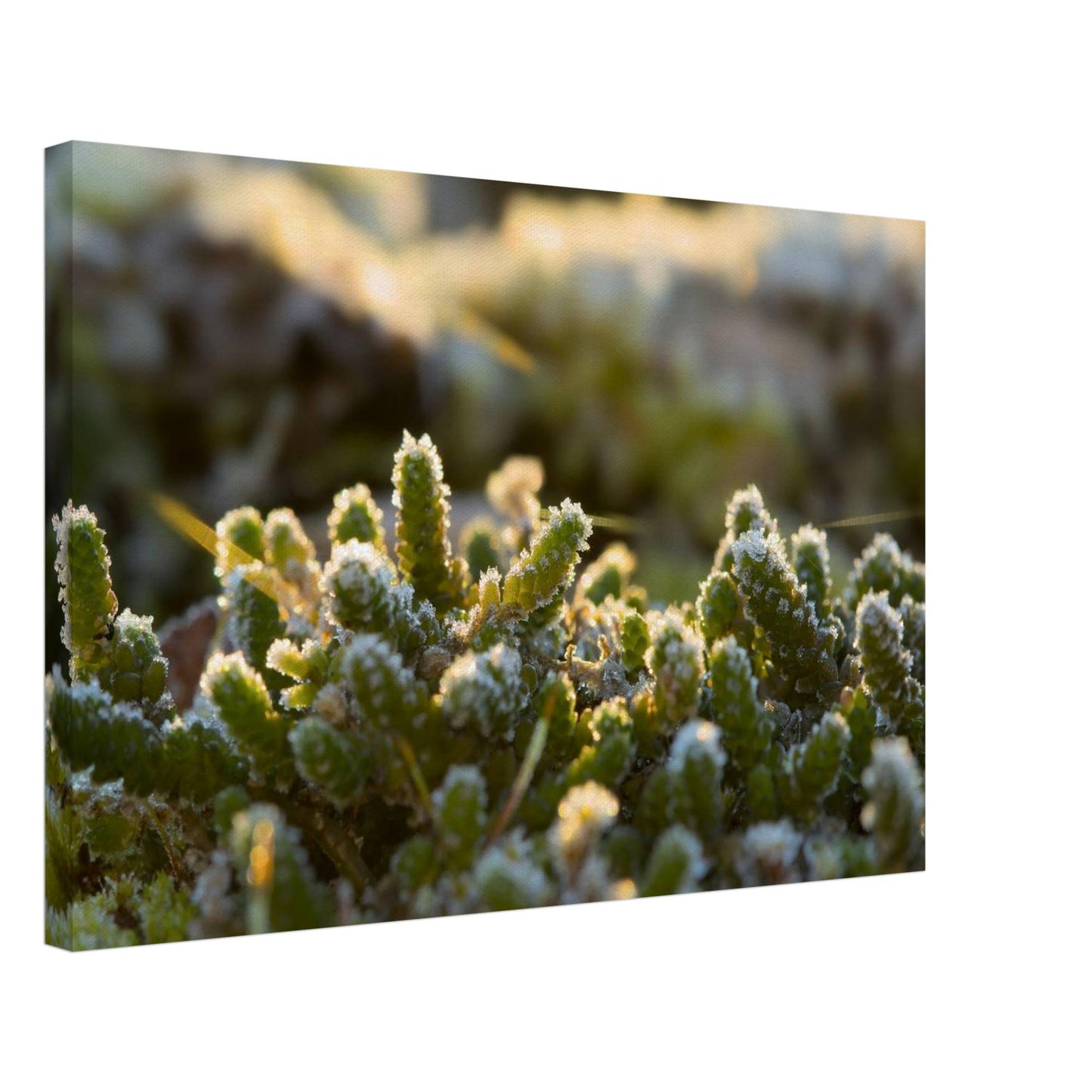 Crystal Mosslands