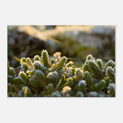 Crystal Mosslands