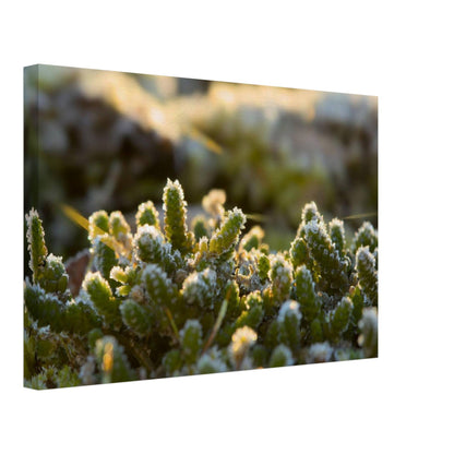 Crystal Mosslands
