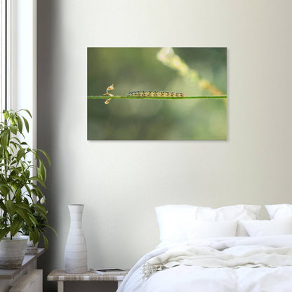 Caterpillar on a Journey