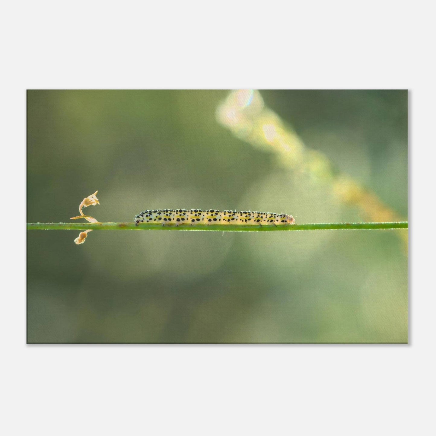 Caterpillar on a Journey
