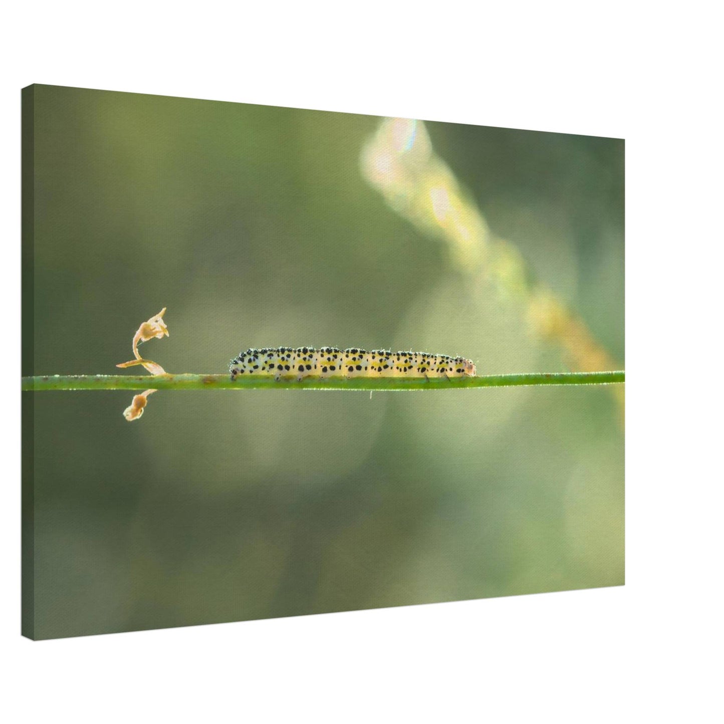Caterpillar on a Journey