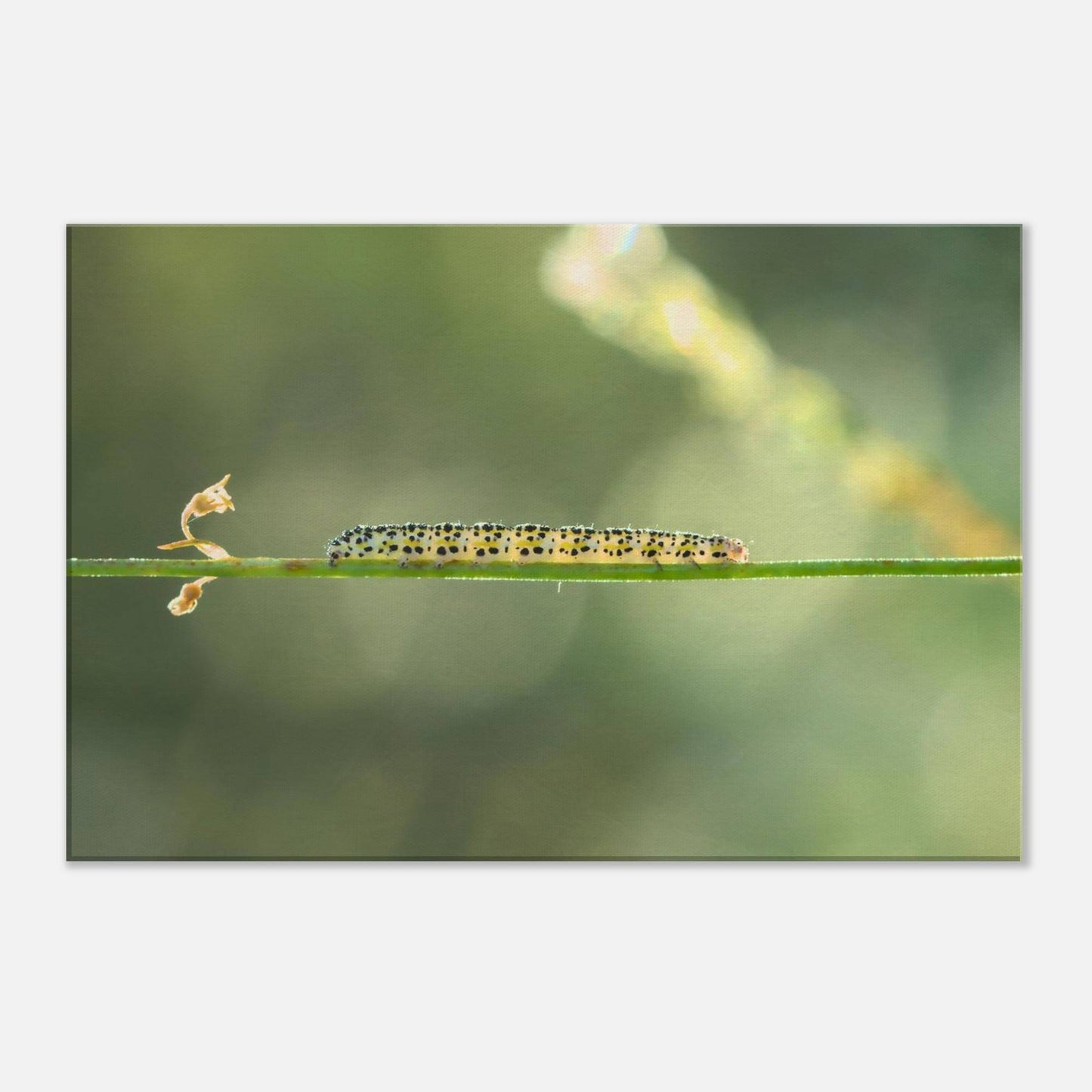 Caterpillar on a Journey
