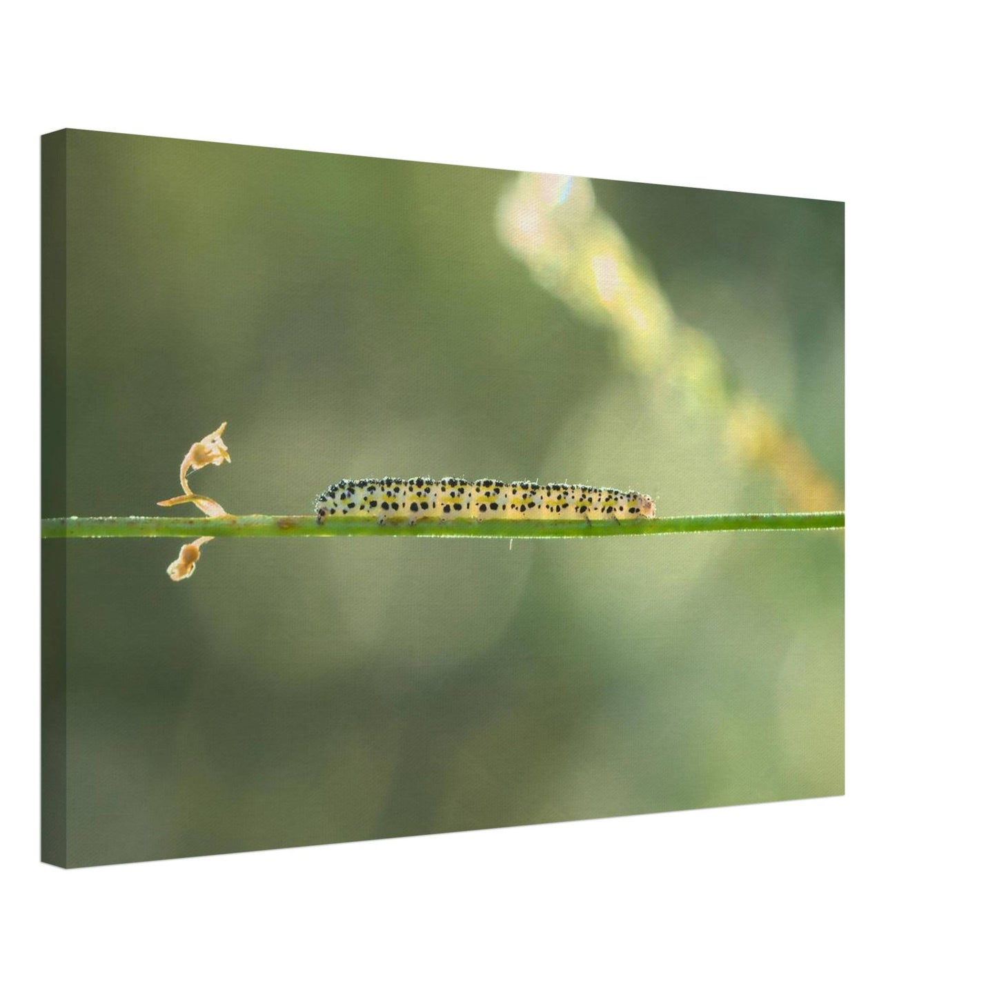 Caterpillar on a Journey