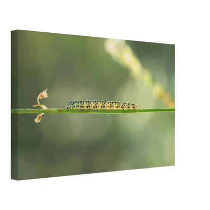 Caterpillar on a Journey