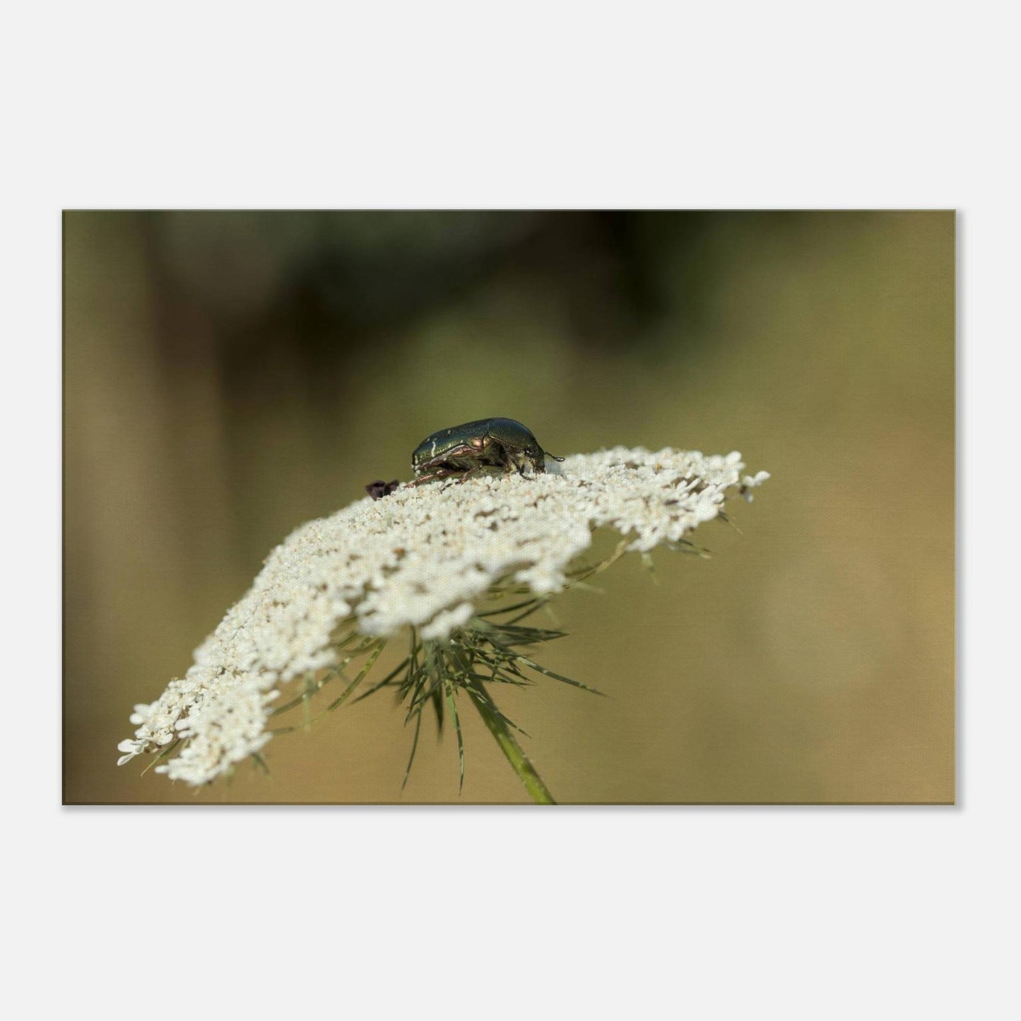 A Beetle's Home
